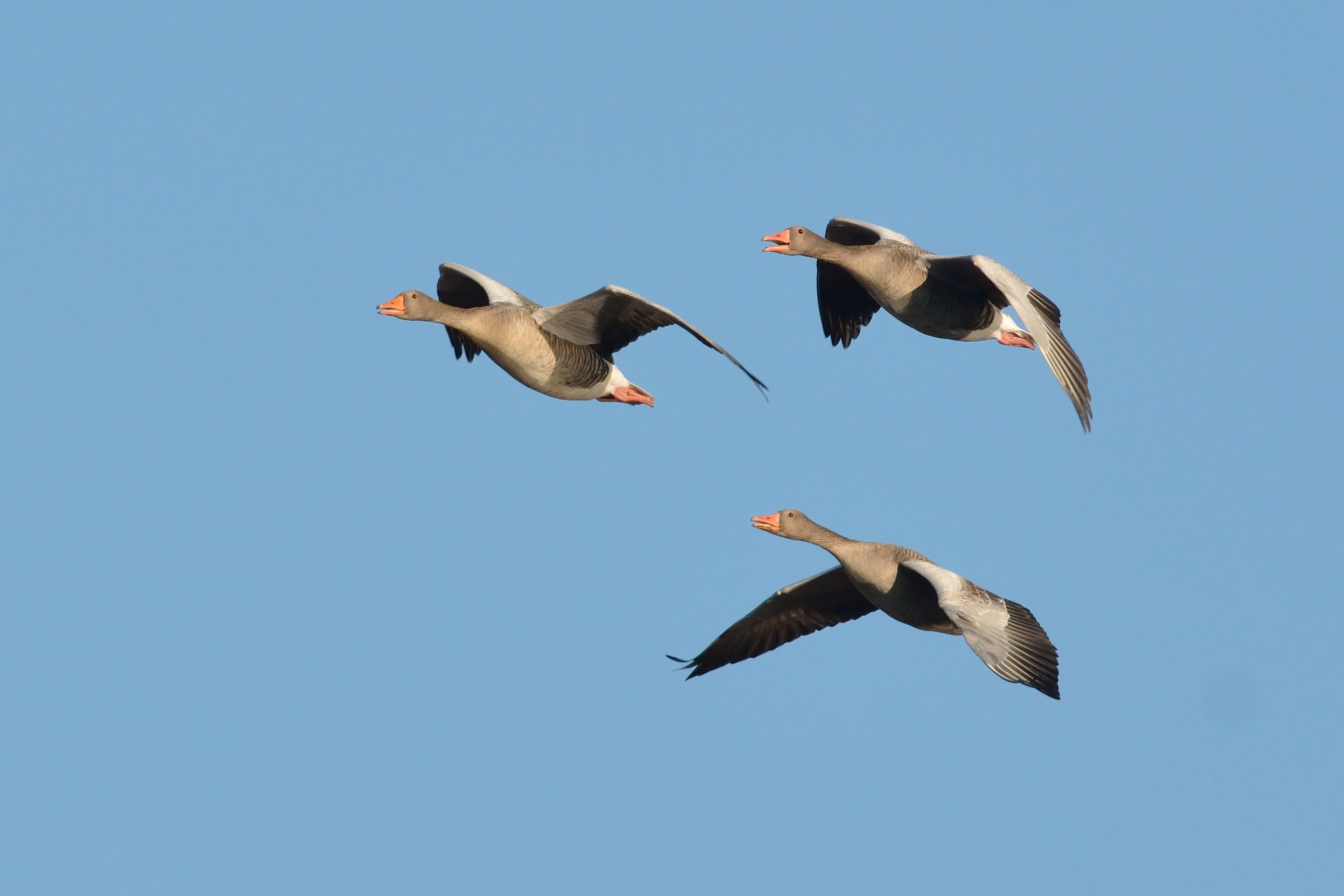grauwe gans